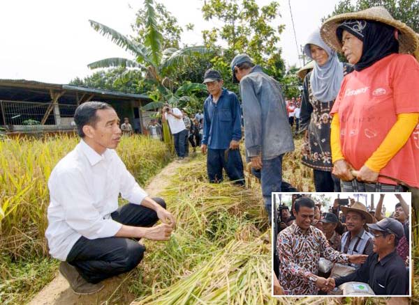 Presiden Jokowi akan Panen Raya Padi di Karawang Pagi Ini